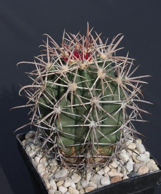Feroc_gatesii_Isla La Ventana_Säml 1998_090411_7960.jpg