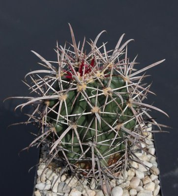 Feroc_gatesii_Isla La Ventana_Säml 1998_090411_7967.jpg