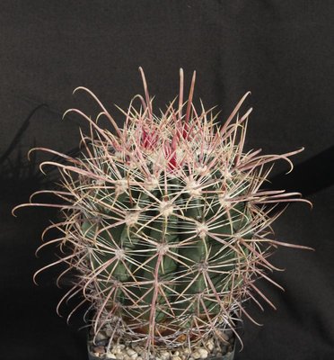 Feroc_gatesii_Isla Llave_Säml 1998_0735-a.jpg