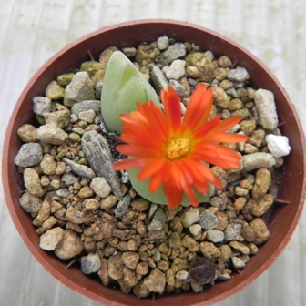 Conophytum 3.jpg