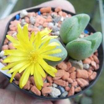 Conophytum 1.jpg