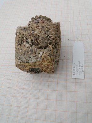 Eriosyce napina ssp.  napina KK18a 2011 Maerz13 066.jpg