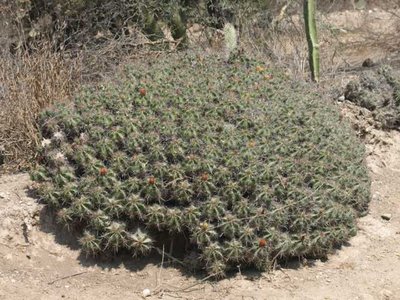 K640 Ferocactus robustus Gruppe.JPG