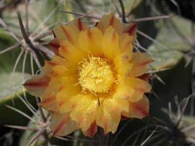 K640 Ferocactus robustus Blüte.JPG