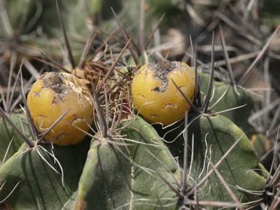 K640 Ferocactus robustus.JPG