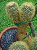 mammillaria rhothanda.jpg