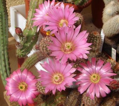 Ec. scheeri-- Ec. wilcoxia