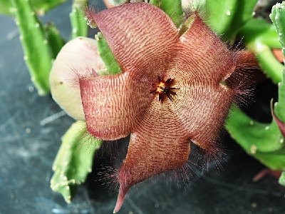 Stapelia hirsuta_1_600.jpg