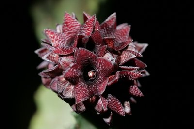 Caralluma arabica AlFarsi A235 1.JPG