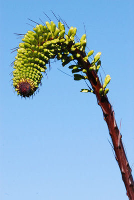 Agave dasylirioides 16.10.2011 a.jpg