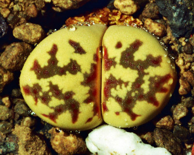 Lithops dorotheae - C 300 P1