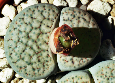 Lithops fulviceps var. lactinea - C 222