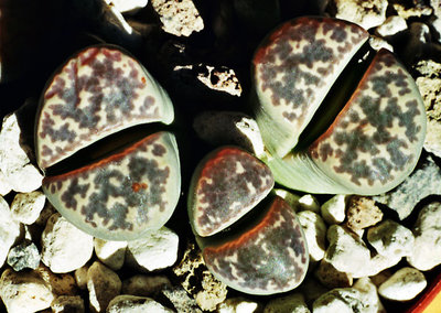 Lithops naureeniae - C 304