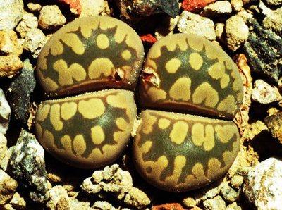 Lithops otzeniana - C 350