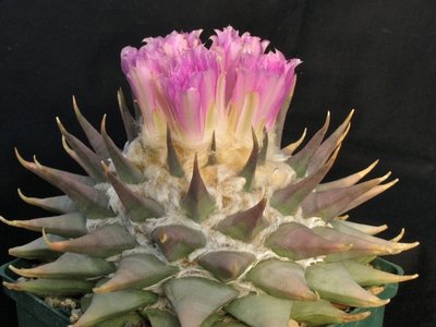 IMG_7876.jpeg (90.68 KiB) 26232 mal betrachtet Ariocarpus confusus