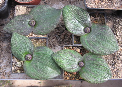 M. pustulata Gruppenbild