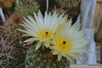 arachnitis2.jpg