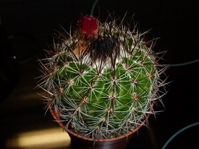 Parodia-Web2.JPG