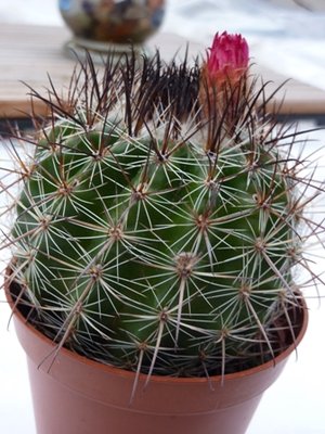 Parodia-Web.JPG