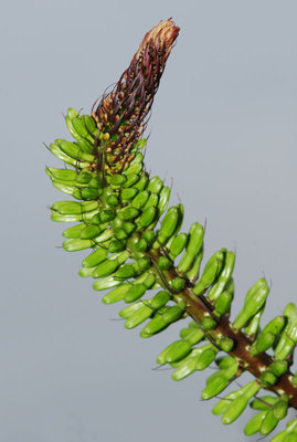 Agave dasylirioides 30.10.2011.jpg