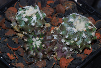 Copiapoa XY.jpg