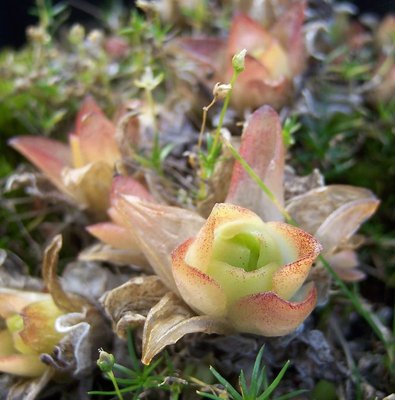 Orostachys aggregata.jpg