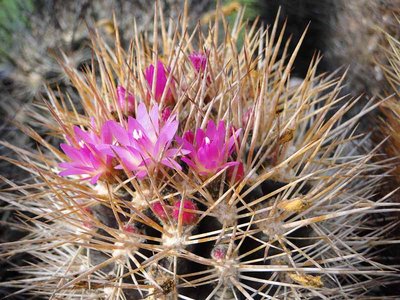 Eriosyce subgibbosa (Np. microsperma) KK51 2011 Oktober30.jpg