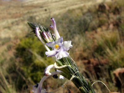 IMG_8645.jpg