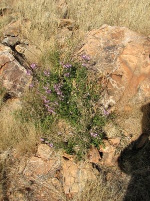 IMG_8712.jpg