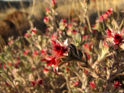 IMG_8778.jpg
