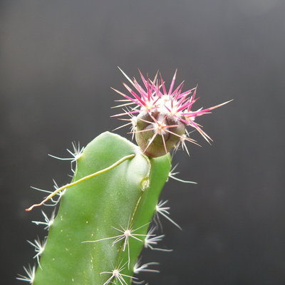 382 P1080342 Feroc. rectispinus, Sämling auf Hylocereus.jpg