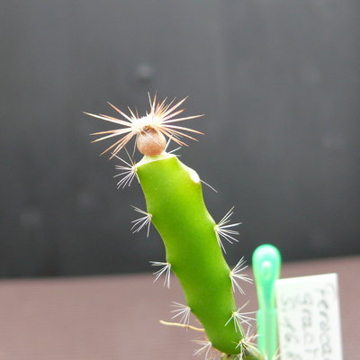 381 4.2 P1080344 Feroc. gracilis, Foto 2.11.11.jpg