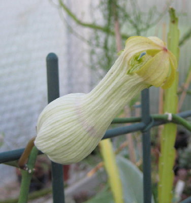Ceropegia ampliata
