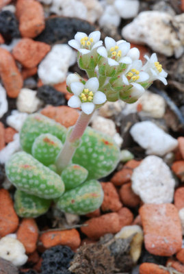 Crassula ausensis var. titanopsis b.jpg