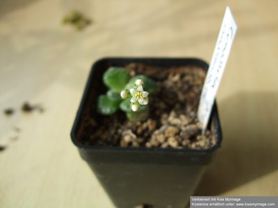 Crassula ausensis Erstblüte_klein.jpg