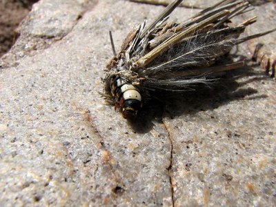 IMG_9454.jpg