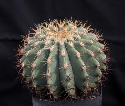 F_diguetii_8590-a.jpg