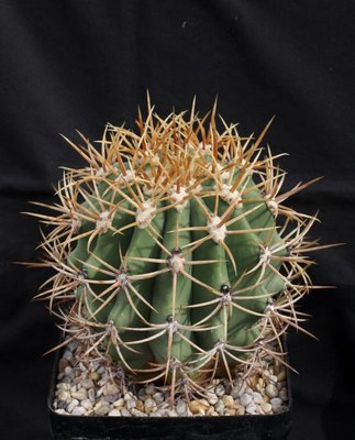 F_diguetii_var_carmenensis_8549-a.jpg