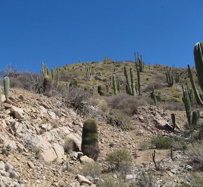 Isla Santa Catalina_IMG_0749-a.jpg (142.59 KiB) 10388 mal betrachtet Bild: Miroslav Cerný