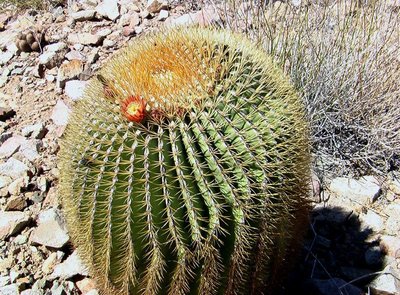 Feroc_diguetii_mit Blüte_IMGA0454-x.jpg (206.48 KiB) 10045 mal betrachtet Bild: Miroslav Cerný