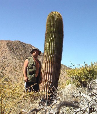 Feroc_diguetii_Santa Catalina_IMGA0455_a.jpg (139.73 KiB) 10045 mal betrachtet Bild: Miroslav Cerný