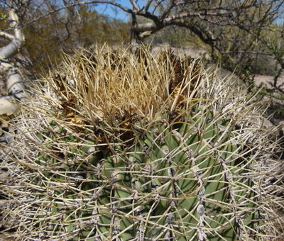 Feroc_diguetii_var_carmenensis_Isla Carmen_IMG_0825-ay.jpg (161.26 KiB) 10388 mal betrachtet Bild: Miroslav Cerný