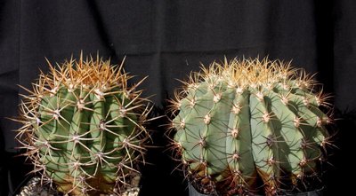 links: var. carmenensis - rechts: diguetii