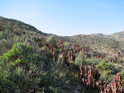 IMG_0138.jpg