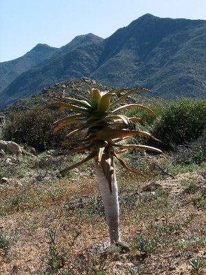 IMG_0242.jpg