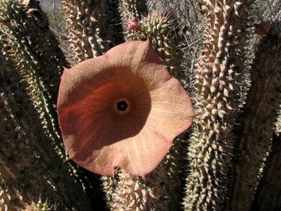 IMG_0295.jpg