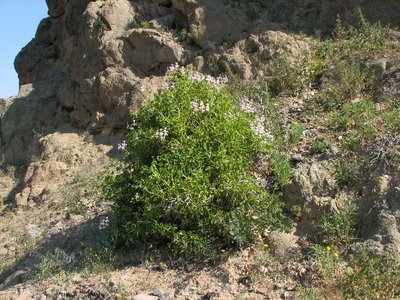 IMG_0429.jpg