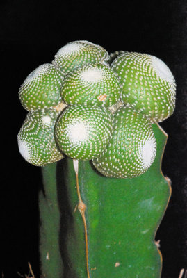Blossfeldia auf Hylocereus 01.jpg