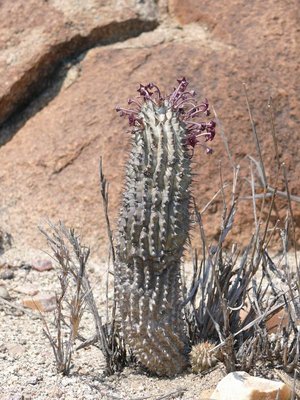 N Namibe 3.JPG