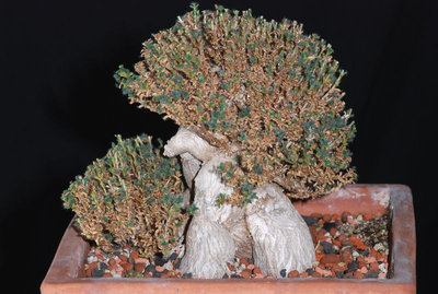 Trichodiadema bulbosum 02.jpg